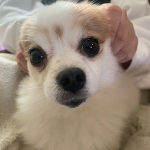 Meet your Posher, Mavi